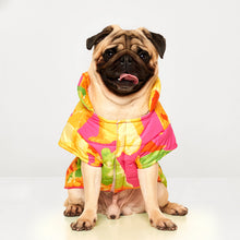 Load image into Gallery viewer, Köpek kıyafeti - köpek montu - GODOİST